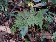 Dennstaedtia zeylanica