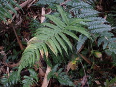 Coryphopteris japonica
