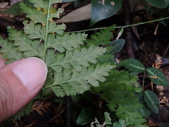 Dennstaedtia zeylanica