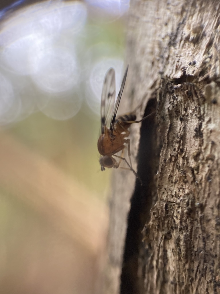 Drosophila sproati