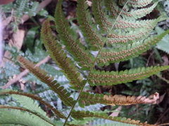 Coryphopteris japonica