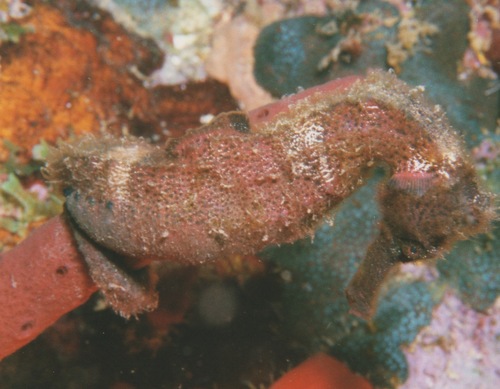 Longsnout Seahorse