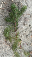 Ceratophyllum