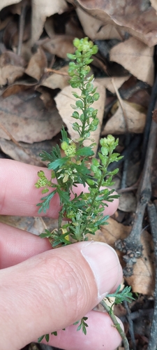 Image of Lepidium bipinnatifidum by (c) Juan Carlos Caicedo Hernández, some rights reserved (CC BY)