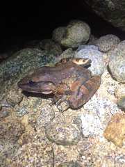 Limnonectes leporinus