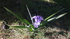 Iris planifolia