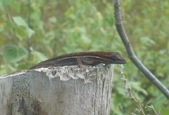 Anolis auratus