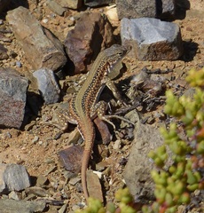 Pedioplanis laticeps