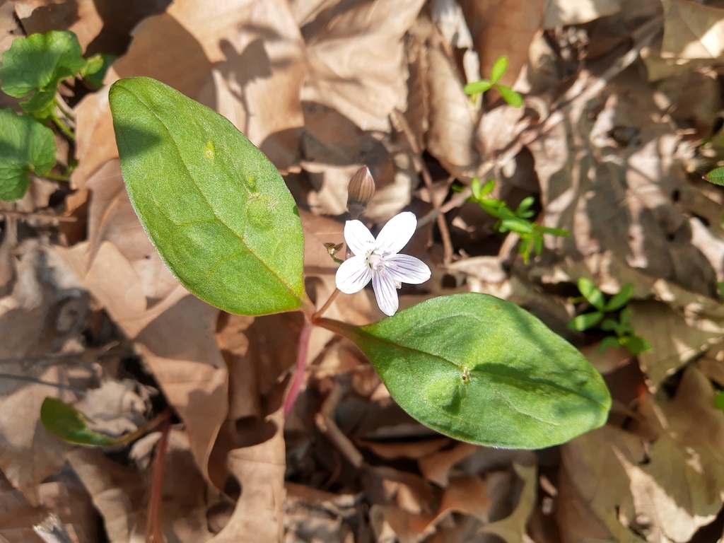 Carolina Springbeauty