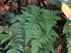 Dennstaedtia zeylanica