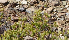 Pedioplanis laticeps