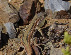 Pedioplanis laticeps