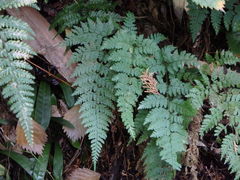 Dennstaedtia zeylanica