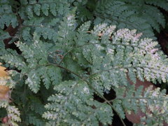 Dennstaedtia zeylanica