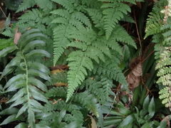 Dennstaedtia zeylanica