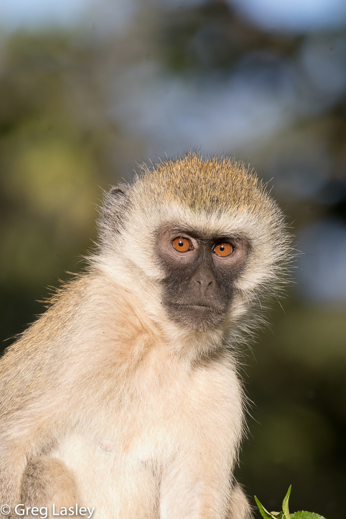 Savannah Monkeys