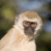 綠猴屬 - Photo 由 Greg Lasley 所上傳的 (c) Greg Lasley，保留部份權利CC BY-NC