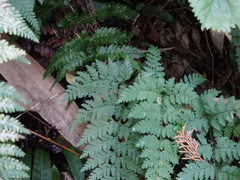 Dennstaedtia zeylanica