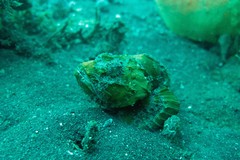 Scorpaenopsis macrochir