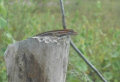 Anolis auratus
