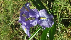 Iris planifolia