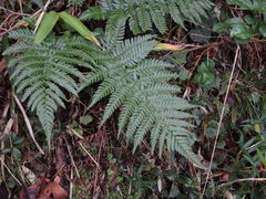 Dryopteris erythrosora