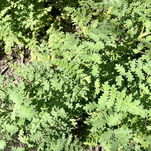 iNaturalist observation photo of branching phacelia