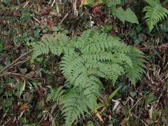 Dennstaedtia zeylanica