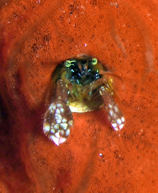 Paguritta morgani