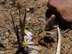 Alatoseta tenuis