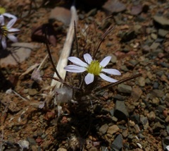 Alatoseta tenuis