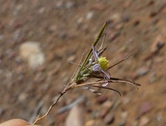 Alatoseta tenuis