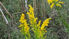 Solidago