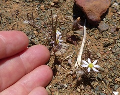 Alatoseta tenuis