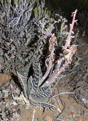 Gonialoe variegata