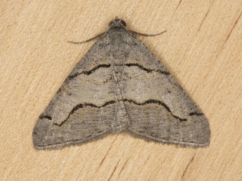 Digrammia imparilata