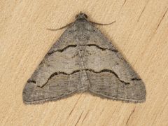 Digrammia imparilata