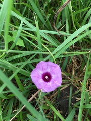 Ipomoea cordatotriloba