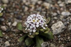 Iberis carnosa, photograph (c) Eleftherios Katsillis, some rights reserved (CC BY)