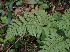 Dennstaedtia zeylanica