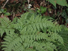 Dennstaedtia zeylanica