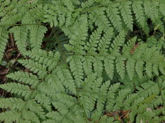 Dennstaedtia zeylanica