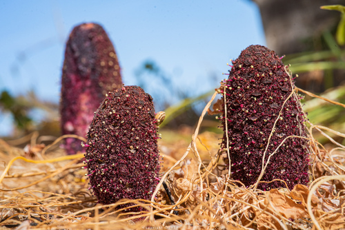 Cynomorium coccineum L.