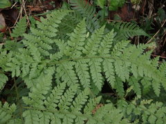 Dennstaedtia zeylanica