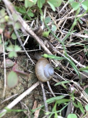 Bradybaena similaris