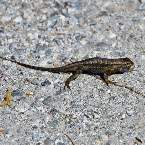 iNaturalist observation photo of Western Fence Lizard