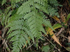 Dennstaedtia zeylanica