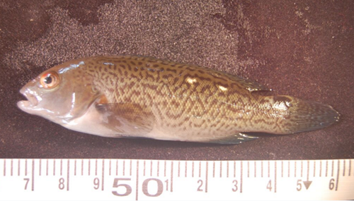 Chilean vieja (Graus nigra) — Kyphosidae — 3