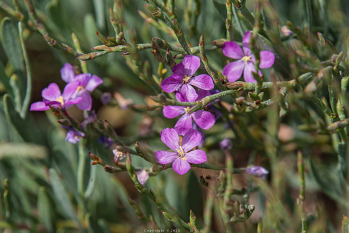 Limoniastrum monopetalum