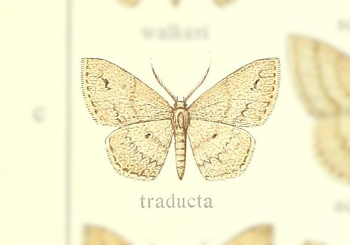 Scopula traducta
